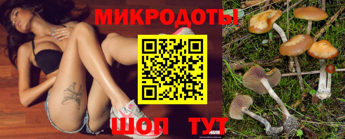 Галлюциногенные грибы Psilocybe Полысаево